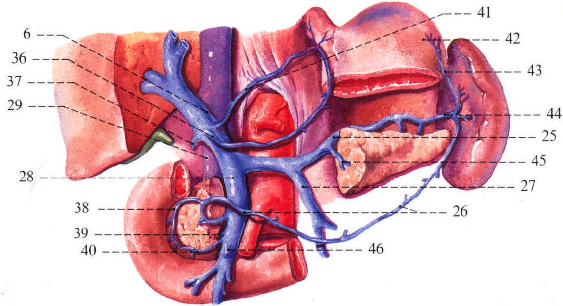 145.肝门静脉和门腔静脉吻合；146.胃、胰、脾及十二指肠的静脉